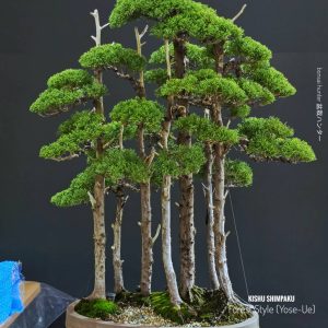 บอนไซ ID1025: Kishu Shimpaku