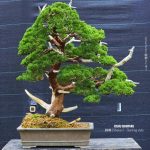 บอนไซ ID1026: Shimpaku