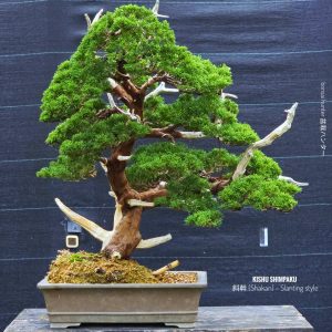 บอนไซ ID1026: Shimpaku