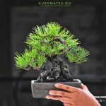 บอนไซ ID1028: Japanese Black Pine