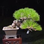 บอนไซ ID1029: Japanese Black Pine