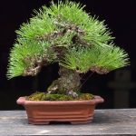 บอนไซ ID1030: Japanese Blackpine by Fujikawa Kokaen