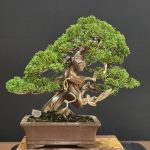 บอนไซ ID1030: Shimpaku