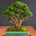 บอนไซ ID1031: Sekka Hinoki