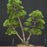 บอนไซ ID1032: Itoigawa-shimpaku