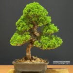 บอนไซ ID1033: Itoigawa-shimpaku (material from Masahiko Kimura) Forest style