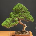 บอนไซ ID1034: Kishu Shimpaku (40cm) Slanted style