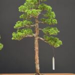 บอนไซ ID1035: Itoigawa-shimpaku