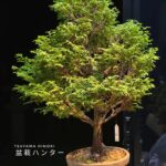 บอนไซ ID1036: Tsuyama Hinoki (material)