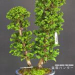 บอนไซ ID1037: Sekka Hinoki  Twin trunk