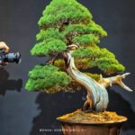 บอนไซ ID1038: Kishu Shimpaku >200 yrs old Top Class Quality