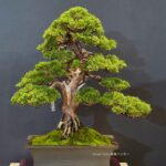 บอนไซ ID1039: Ito Shimpaku - Moyogi Style