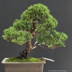 บอนไซ ID1040: Itoigawa-shimpaku Slanted style