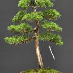 บอนไซ ID1041: Itoigawa-shimpaku Information upright style