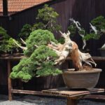 บอนไซ ID1042: Kishu shimpaku Slanted style Est