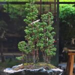 บอนไซ ID1043: Sekka Hinoki Forest style Meijuen