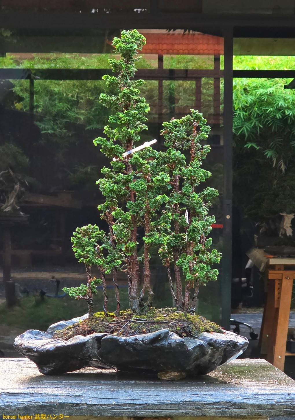 Sekka Hinoki Forest style Meijuen บอนไซ ID1043: Sekka Hinoki Forest style Meijuen - Image 1