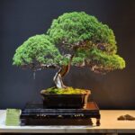 บอนไซ ID1046: Itoigawa-shimpaku