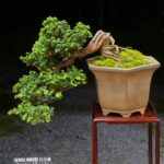 บอนไซ ID1044: Sekka Hinoki