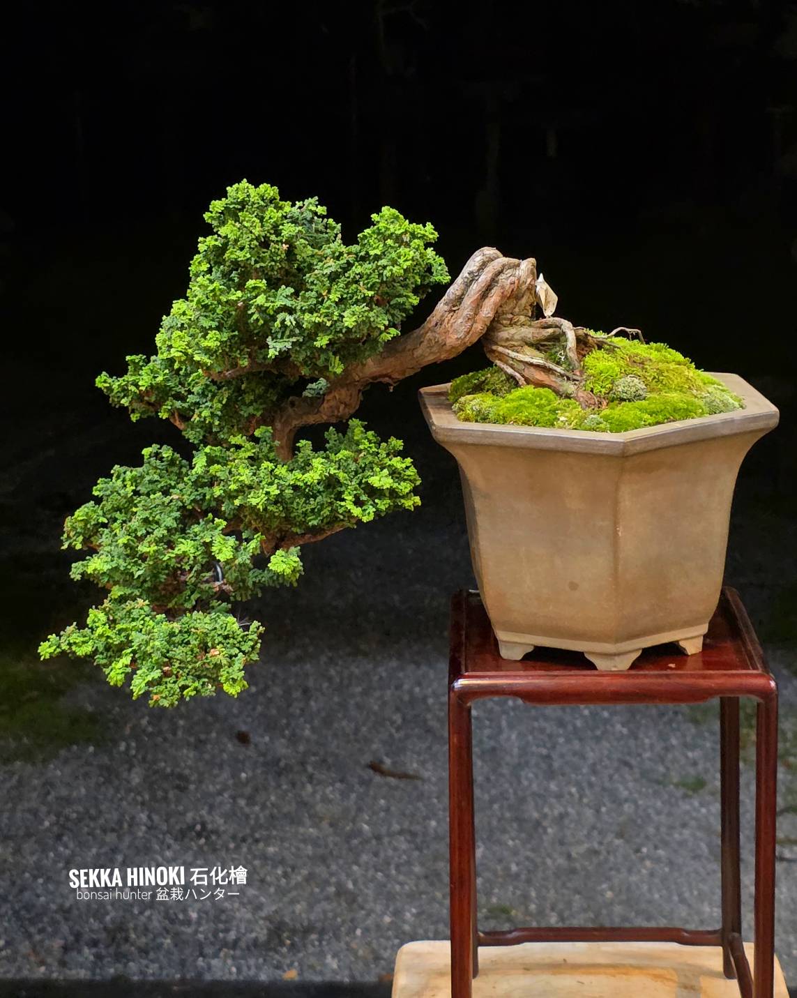 บอนไซ ID1044: Sekka Hinoki บอนไซ ID1044: Sekka Hinoki - Image 1