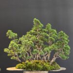 บอนไซ ID1047: Itoigawa-shimpaku