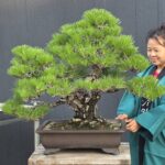 บอนไซ ID1049: Japanese Black Pine