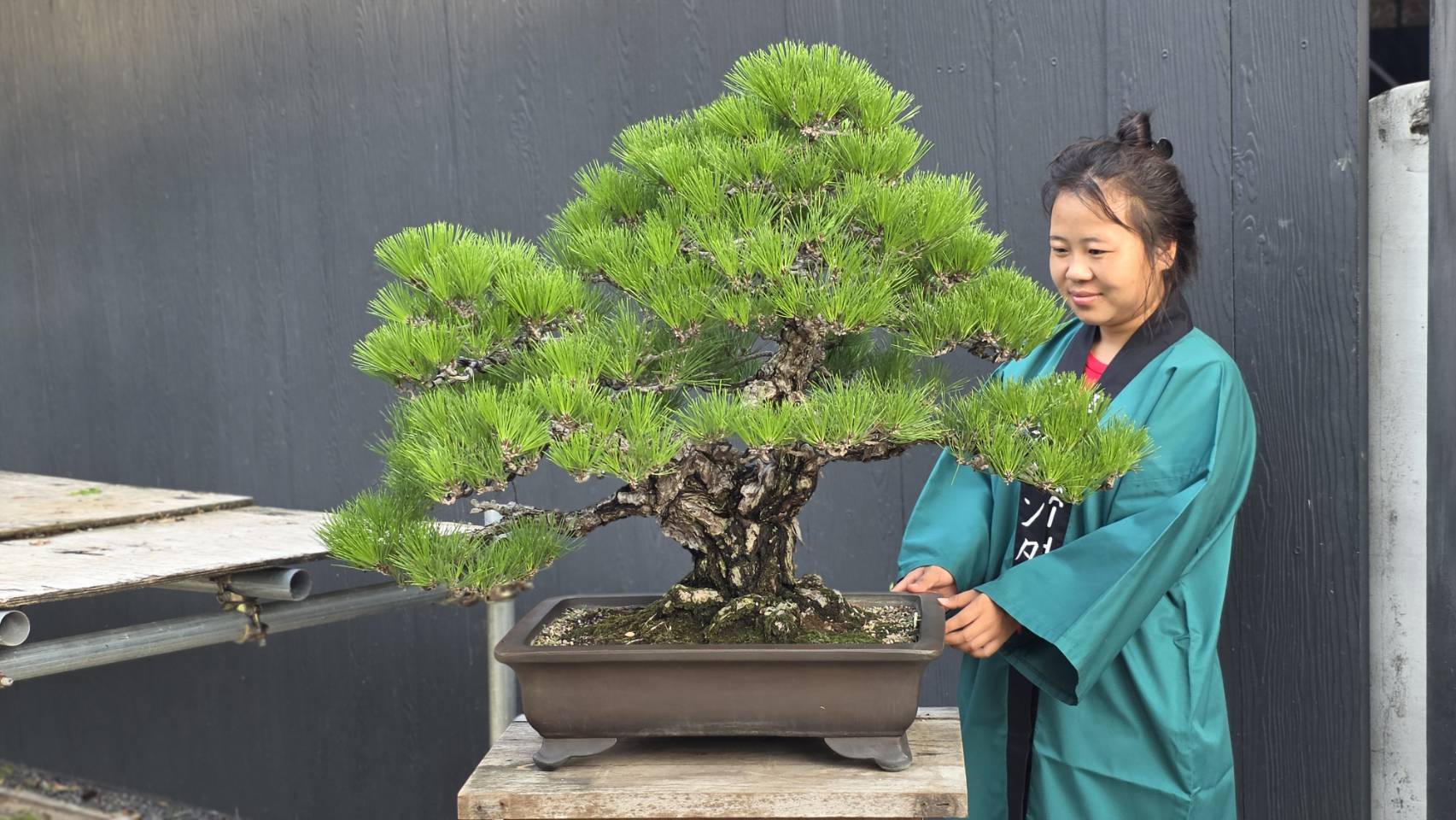 บอนไซ ID1049: Japanese Black Pine บอนไซ ID1049: Japanese Black Pine - Image 1