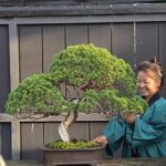 บอนไซ ID1048: Itoigawa-shimpaku