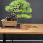 บอนไซ ID1050: Japanese Black Pine
