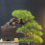 บอนไซ ID1046: Itoigawa-shimpaku