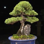 บอนไซ ID1052: Itoigawa-shimpaku (root over rock style)