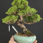 บอนไซ ID1053: Itoigawa-shimpaku (moyogi style)