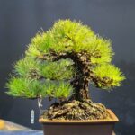 บอนไซ ID1055: Japanese Black Pine