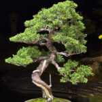 บอนไซ ID1054: Itoigawa-shimpaku
