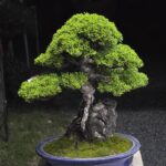 บอนไซ ID1057: Itoigawa-shimpaku