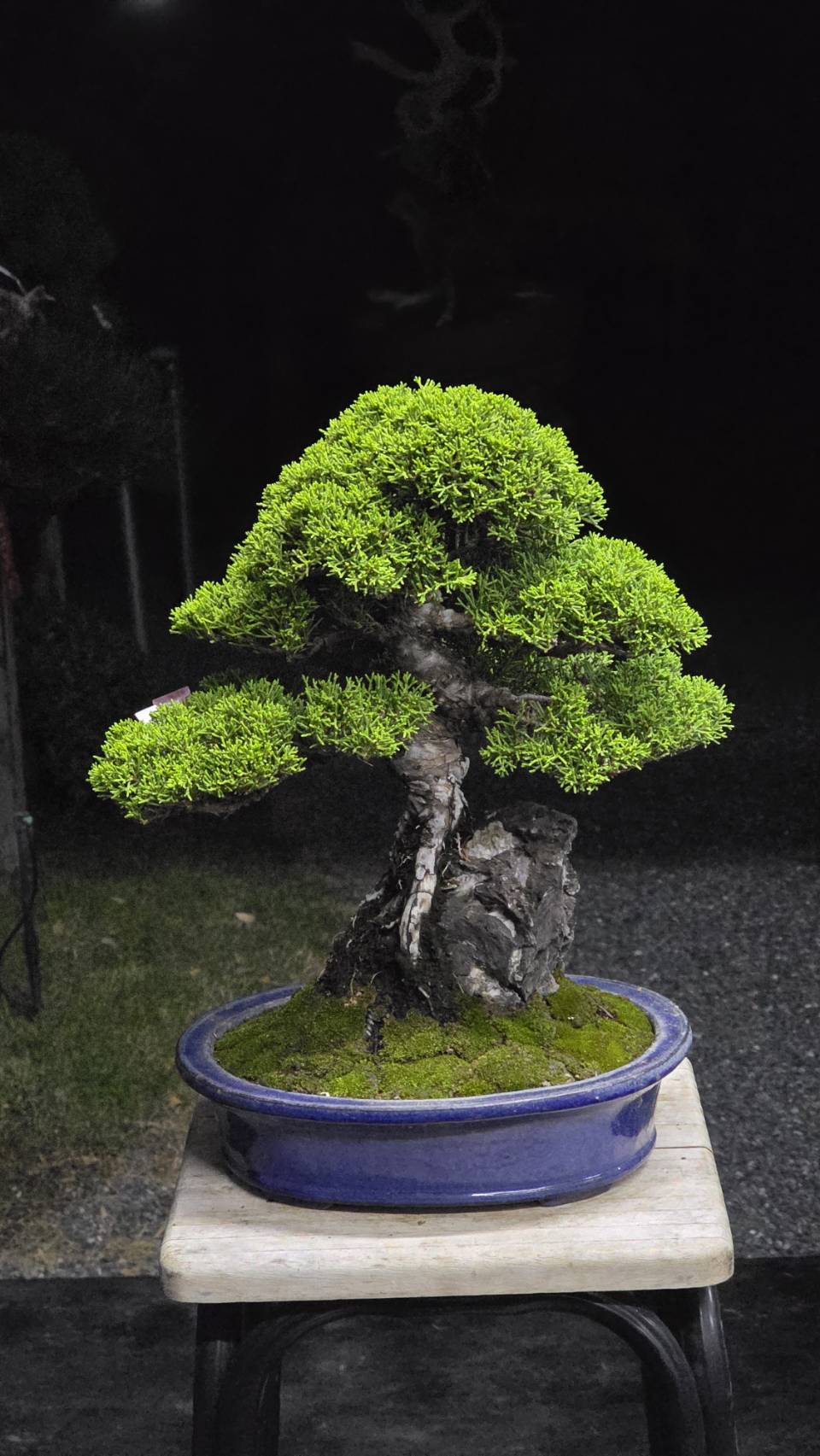 บอนไซ ID1057: Itoigawa-shimpaku บอนไซ ID1057: Itoigawa-shimpaku - Image 1