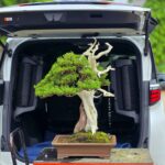 บอนไซ ID1057: Itoigawa-shimpaku