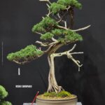 บอนไซ ID1059: Itoigawa-shimpaku