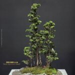 บอนไซ ID1060: Hinoki
