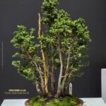 บอนไซ ID1061: Hinoki