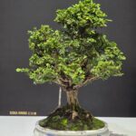 บอนไซ ID1062: Hinoki